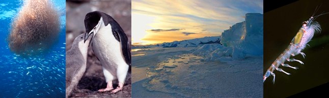 Photo Collage: Krill, Penguins, Antarctic Icescape